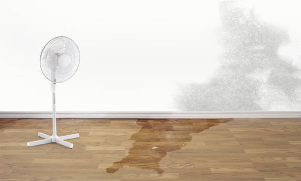 Best Carpet water damage restoration  in Westview, FL